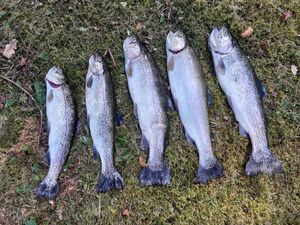 Rainbow Trout
