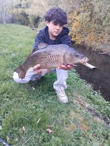 Common Carp