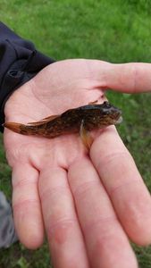 Giant Goby