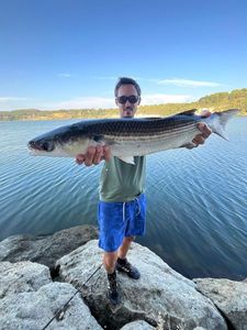 Thinlip grey mullet