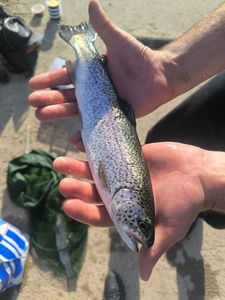 Rainbow Trout