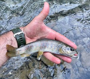 Brown Trout