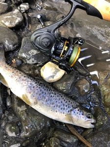 Brown Trout