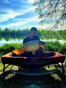 Common Carp