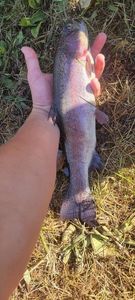 Rainbow Trout