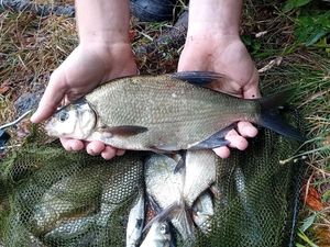 Common Bream