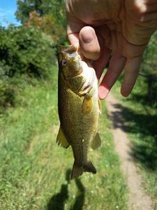 Largemouth Bass