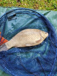Crucian Carp