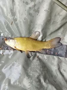 Tench