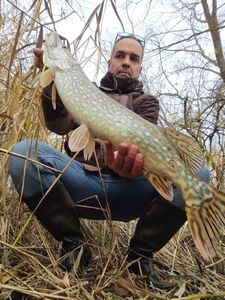 Northern Pike