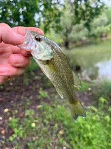 Smallmouth Bass
