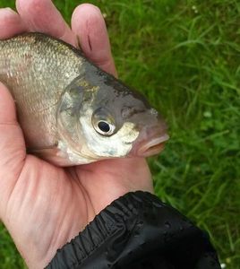 Common Bream