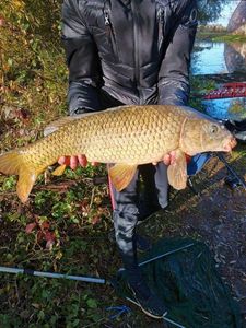 Common Carp