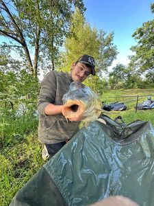 Mirror Carp