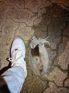 Common Cuttlefish