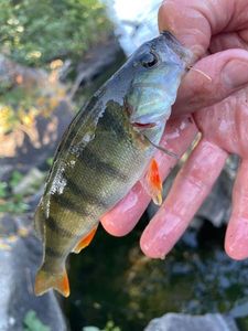 European Perch
