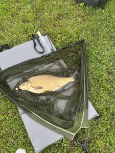 Common Bream