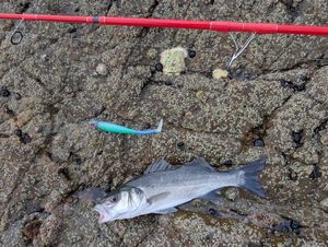 European Bass (Seabass)