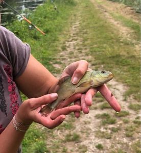 Tench