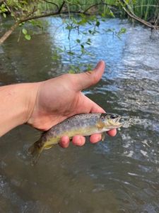 Brown Trout