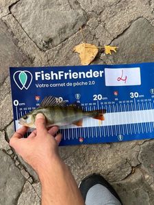 European Perch