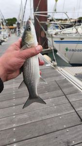 Thicklip Grey Mullet