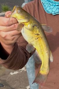 Black Bullhead