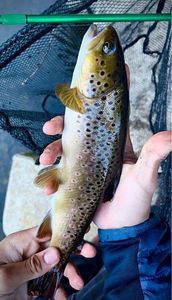 Brown Trout