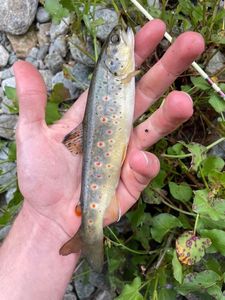 Brown Trout