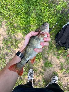 European Perch