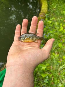 Green Sunfish