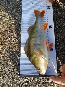 European Perch