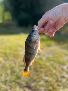 European Perch