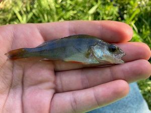 European Perch