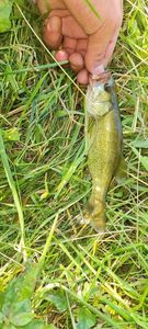 Smallmouth Bass