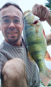 European Perch