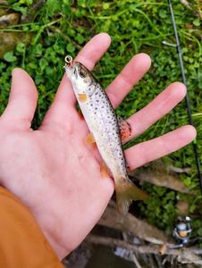 Brown Trout