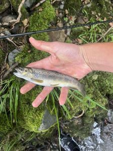 Brown Trout