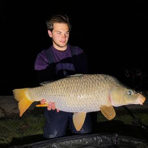 Common Carp