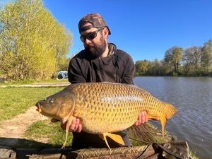 Common Carp