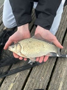 Crucian Carp