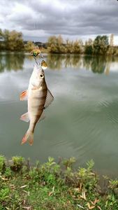 European Perch