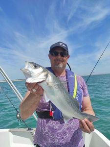 European Bass (Seabass)