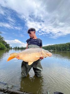 Mirror Carp