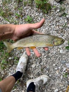 Brown Trout