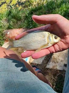 Crucian Carp