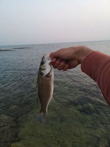 European Bass (Seabass)