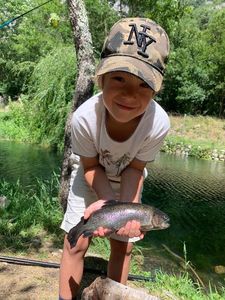 Rainbow Trout