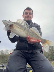 Zander