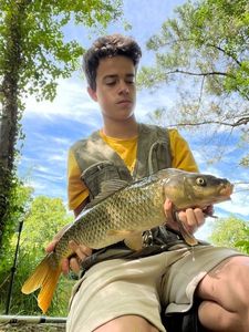 Common Carp